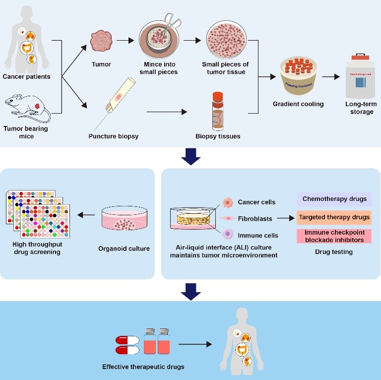 A research team led by Prof Chuxia Deng in the #UM Faculty of Health Sciences has established a biobank of living tumour tissues in collaboration with Kiang Wu Hospital. The biobank can provide support for potential personalised treatment options for cancer patients or further