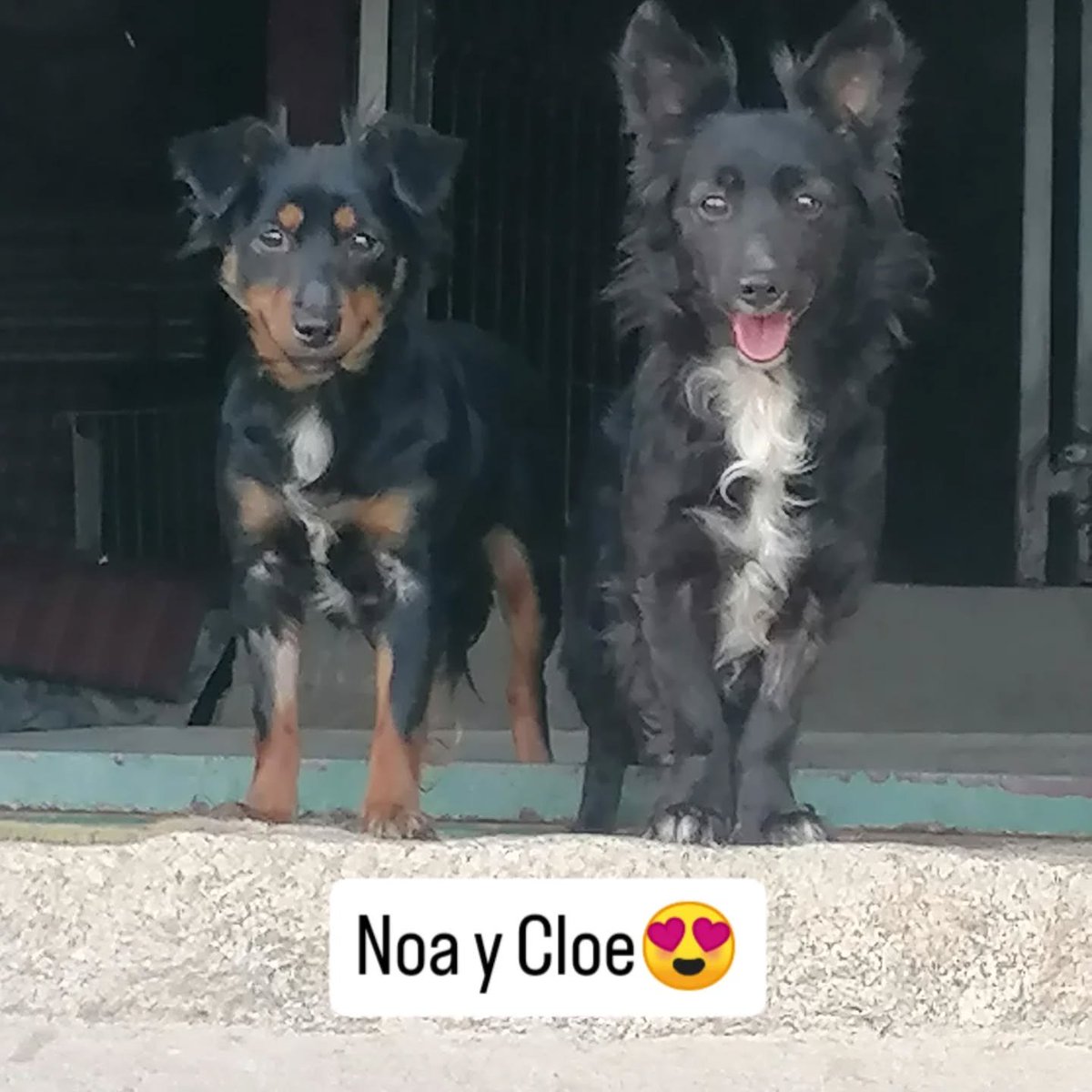 Cloe y Noa llegaron a la asociación porque su dueño está muy enfermo y no puede atenderlas. Son madre (5) e hija (2), siempre han estado juntas y son de tamaño pequeño. ¡Ojalá puedan ser adoptadas en la misma familia! 🤞 Si quieres conocerlas, llama al 609.146.904 o 687.771.458.