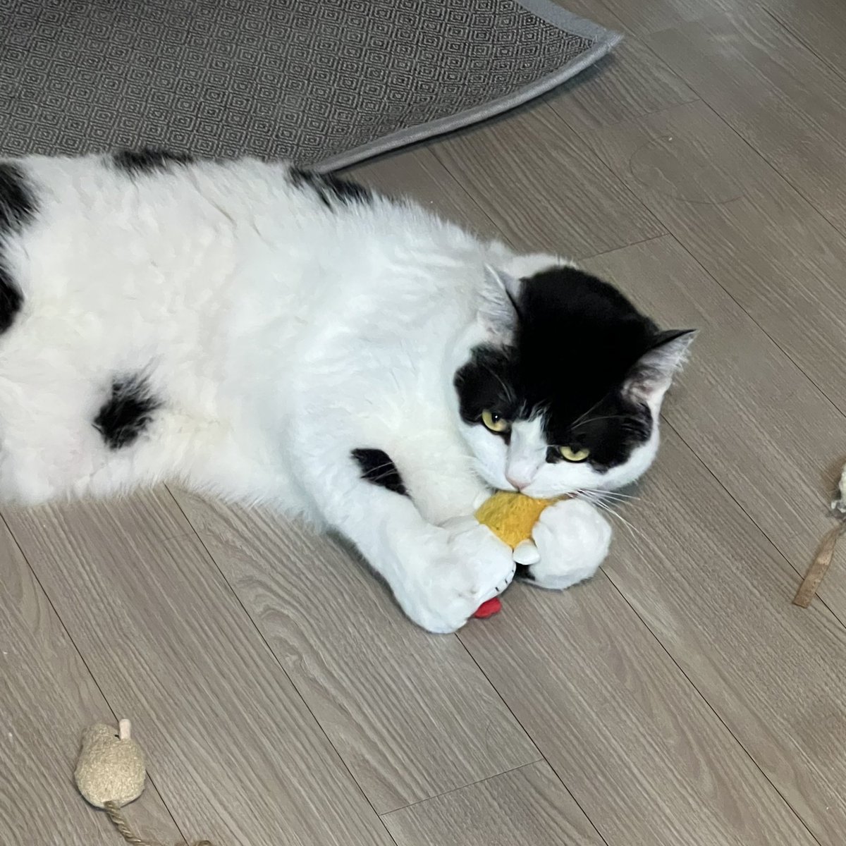 키티한테 뒷발팡팡하는 코이