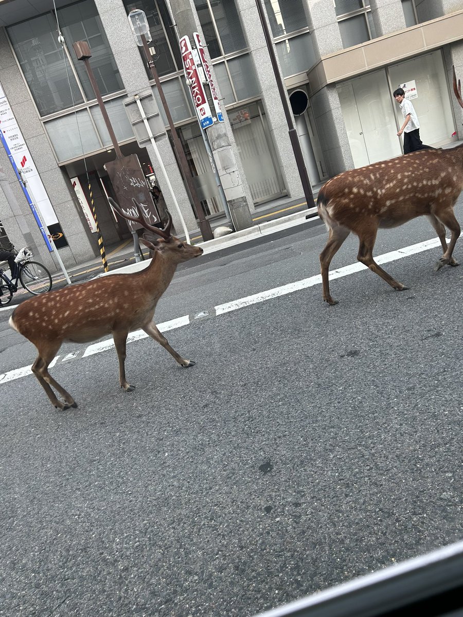 micchan0318's tweet photo. 近鉄奈良駅近くで道路の中央鹿さん歩いててんけど笑
これは奈良では普通なん？笑 https://t.co/mrQFoaalca