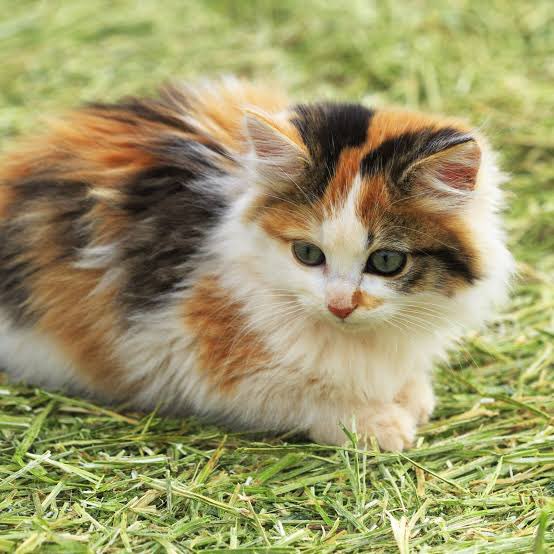 Cartified SE0

<a href="/MET1327/">MET</a> 

#smg4oc