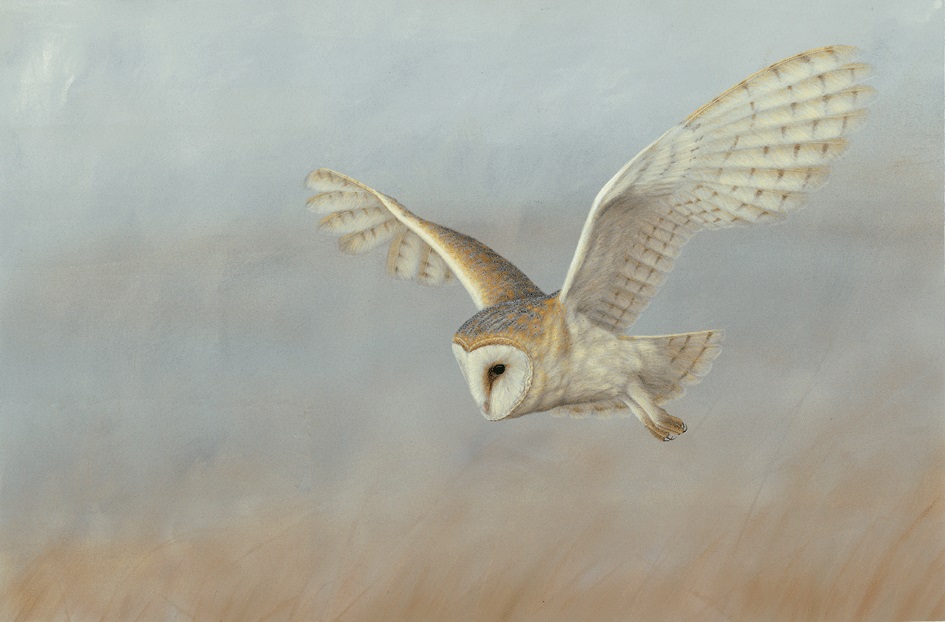 'Barn Owl on Lookout' 🦉
Sharing this today in celebration of barn owls everywhere
Possibly my favourite of all owls, they are probably at their most beautiful when in flight
Shop this print 🖼️👉robertefuller.com/products/barn-…