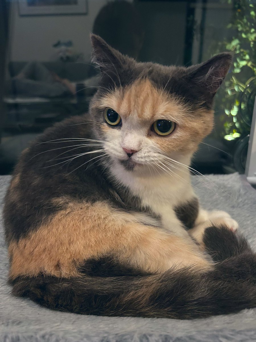 えま🐾はちわれマンチカン tweet media