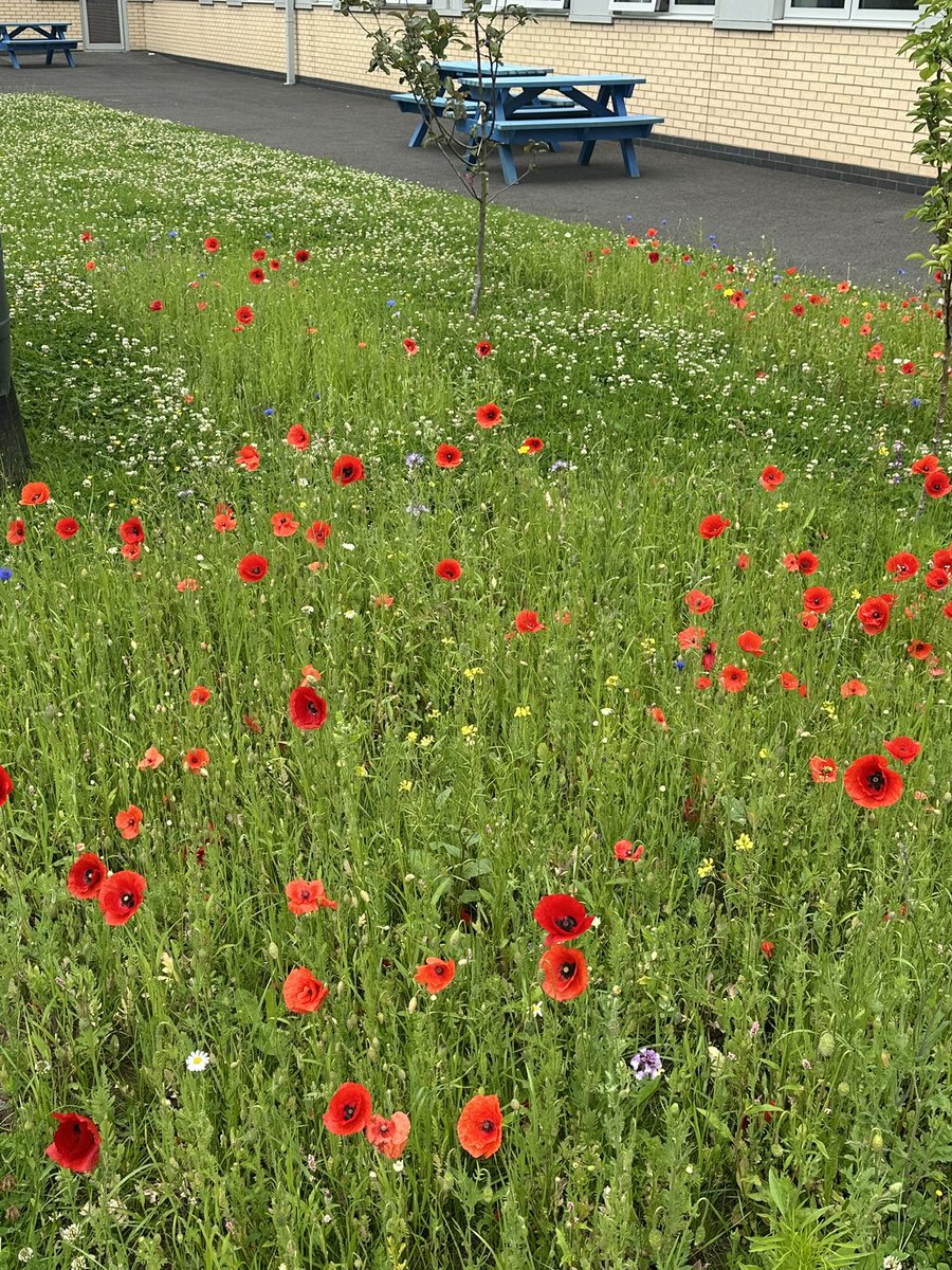 Wild flower area looking stunning in our biology garden….and it’s attracting lots of pollinators ❤️