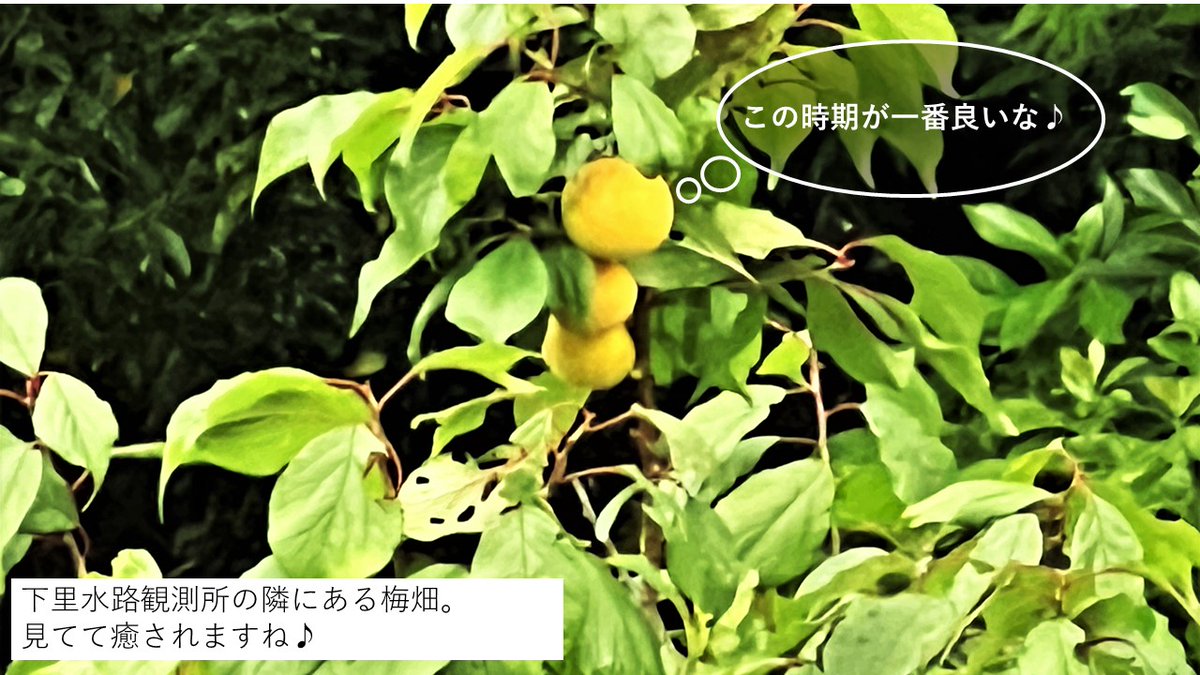 JCG_5th_RCGH's tweet image. #下里水路観測所 の日々(27)
只今、梅雨の最中。和歌山名産の梅には、完熟を迎える重要な季節。一方、我々には、雨続きで観測ができない恨めしい季節。でも、あきらめない。やる気を奮い起こし望遠鏡とタッグを組んで、雲の隙間から衛星を追います!
www1.kaiho.mlit.go.jp/shimosato/j/
#海保 #五管区