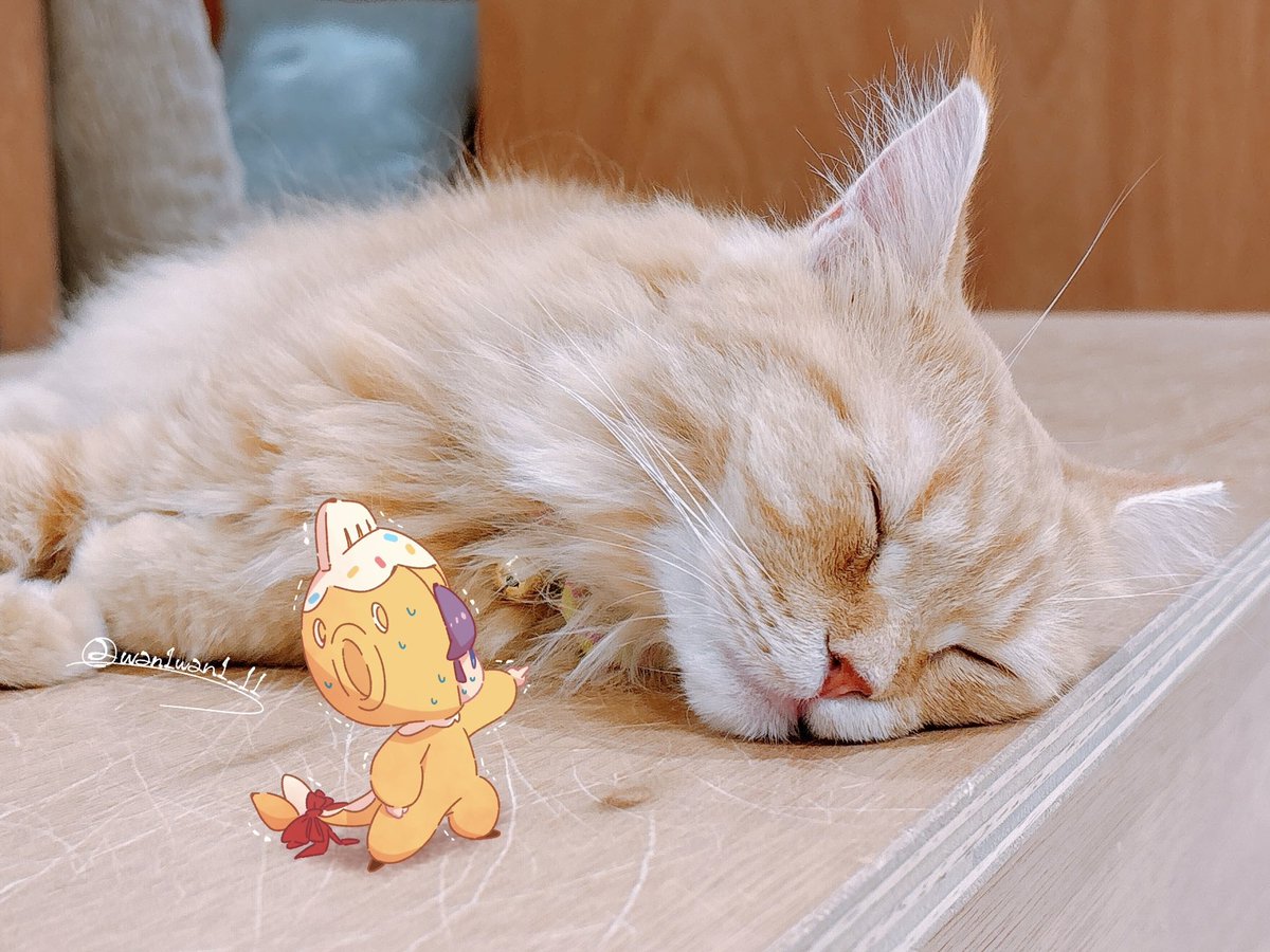 wan1wan1_11's tweet photo. ねことほむ https://t.co/Fdk1IzHgSm