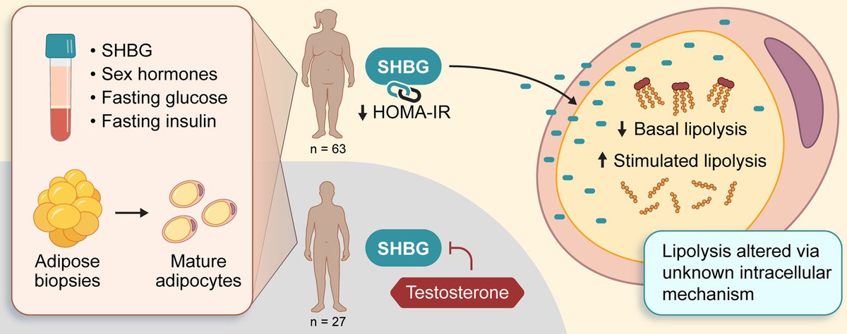 Soren Nielsen (@soeren1974) on Twitter photo Excited to share our new publication in <a href="/MolMetab/">Molecular Metabolism</a>
on sex-specific actions on human adipose tissue through Sex Hormone Binding Globulin (SHBG)! Our study provides new insights into how SHBG regulates lipolytic pathways through adipocyte internalization. sciencedirect.com/science/articl… Excited to share our new publication in <a href="/MolMetab/">Molecular Metabolism</a>
on sex-specific actions on human adipose tissue through Sex Hormone Binding Globulin (SHBG)! Our study provides new insights into how SHBG regulates lipolytic pathways through adipocyte internalization. sciencedirect.com/science/articl…
