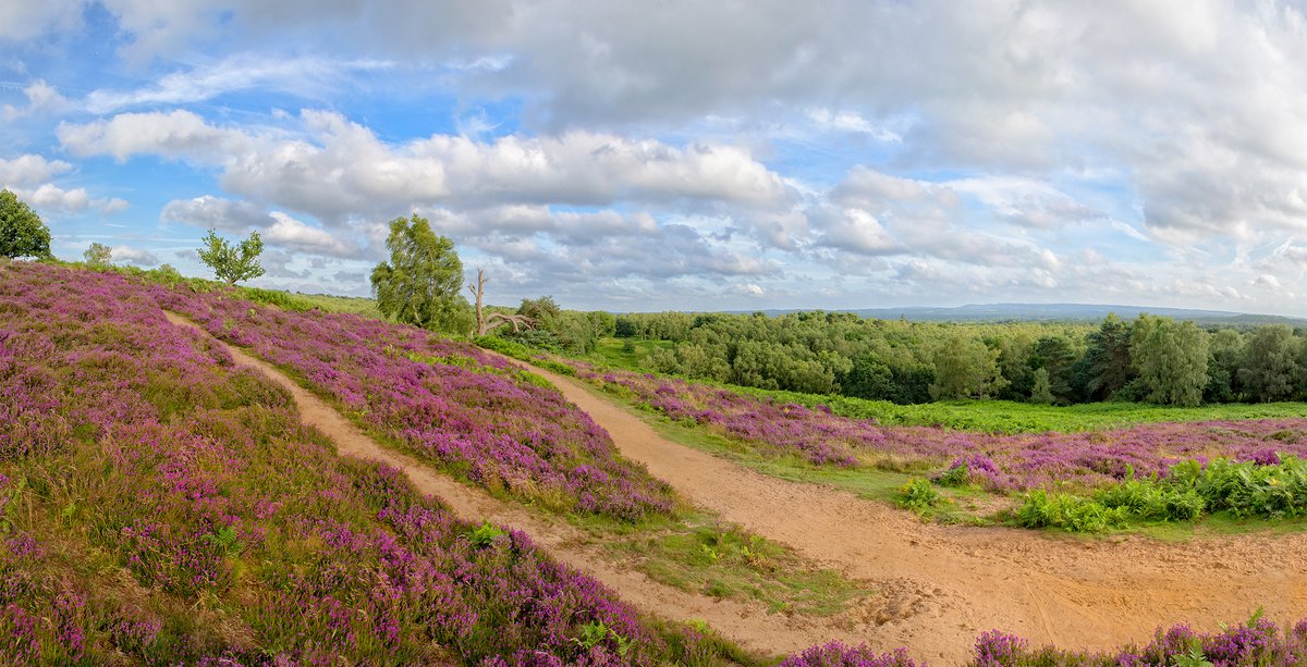 🌳Fantastic news! #WealdenHeathsNNR has been declared as England's newest National Nature Reserve as part of the King’s Series of NNRs. An abundant landscape of environmentally critical #Heathland and endangered species here in #Surrey  #NatureRecovery
<a href="/NaturalEngland/">Natural England</a> <a href="/SurreyNews/">Surrey County Council News</a>