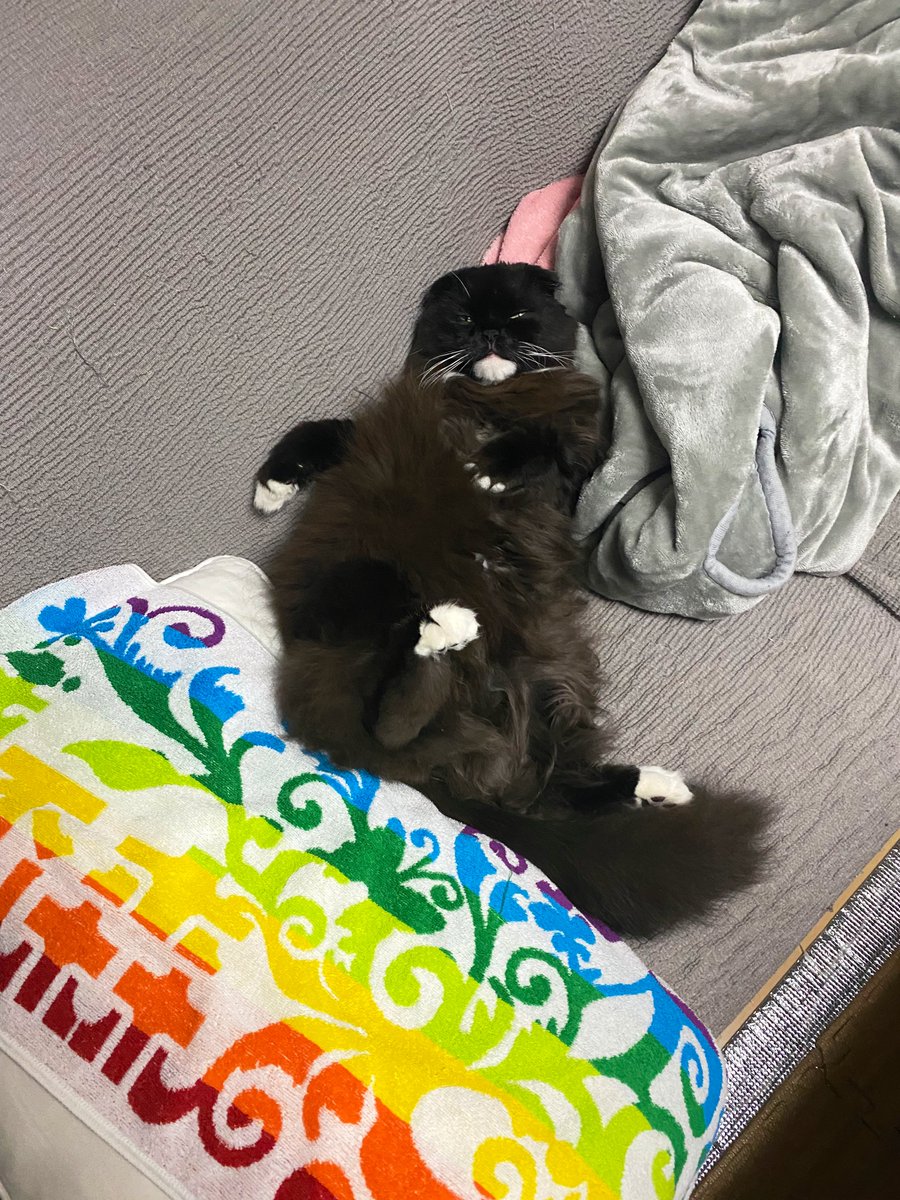 unagineko_una's tweet image. 今週もおつかれさまでした🐈‍⬛
#白黒猫 #猫のいる暮らし #猫