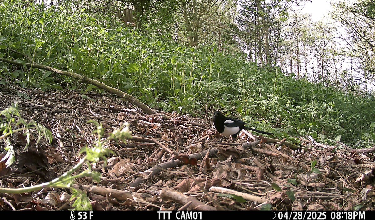 Building Self-Belief (@bsbcio) on Twitter photo The Tow Law Eco-Ambassadors have been working with <a href="/MammalWeb/">MammalWeb</a> & <a href="/durham_uni/">Durham University</a> recording wildlife surrounding their school. Can you see the Hedgehog? They did a brilliant job reporting their findings back to their peers.
ππππ <a href="/EnergySvgTrust/">Energy Saving Trust</a> for their kind support. The Tow Law Eco-Ambassadors have been working with <a href="/MammalWeb/">MammalWeb</a> & <a href="/durham_uni/">Durham University</a> recording wildlife surrounding their school. Can you see the Hedgehog? They did a brilliant job reporting their findings back to their peers.
ππππ <a href="/EnergySvgTrust/">Energy Saving Trust</a> for their kind support.