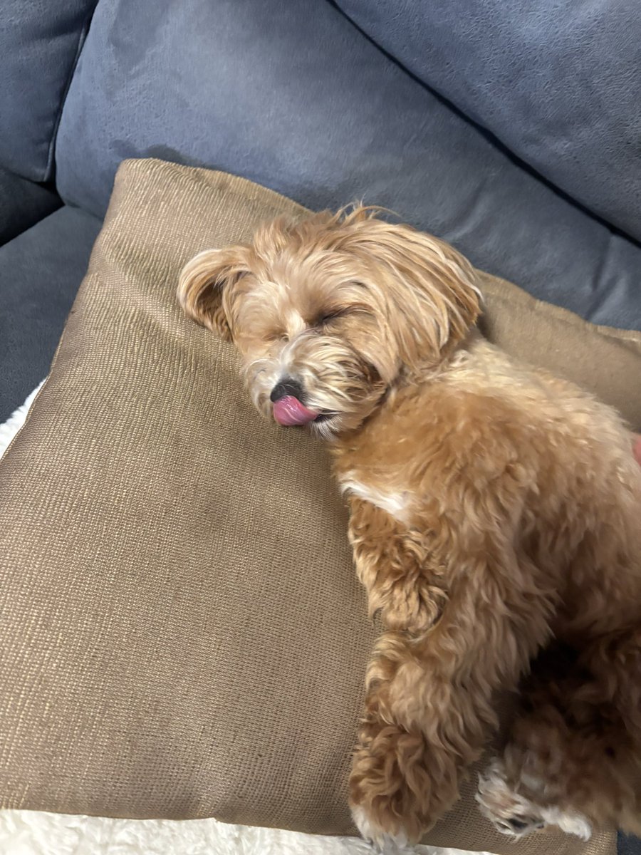 Cb_Rimsky's tweet image. こんにちは！相変わらずジメジメしてますね〜

何度も告知させていただいているこちらの演奏会💁‍♀️ですが、
大変有難いことに、
⚠️残席残り僅か⚠️です！

お早めにお申し込みください🈸
（犬を添えて）