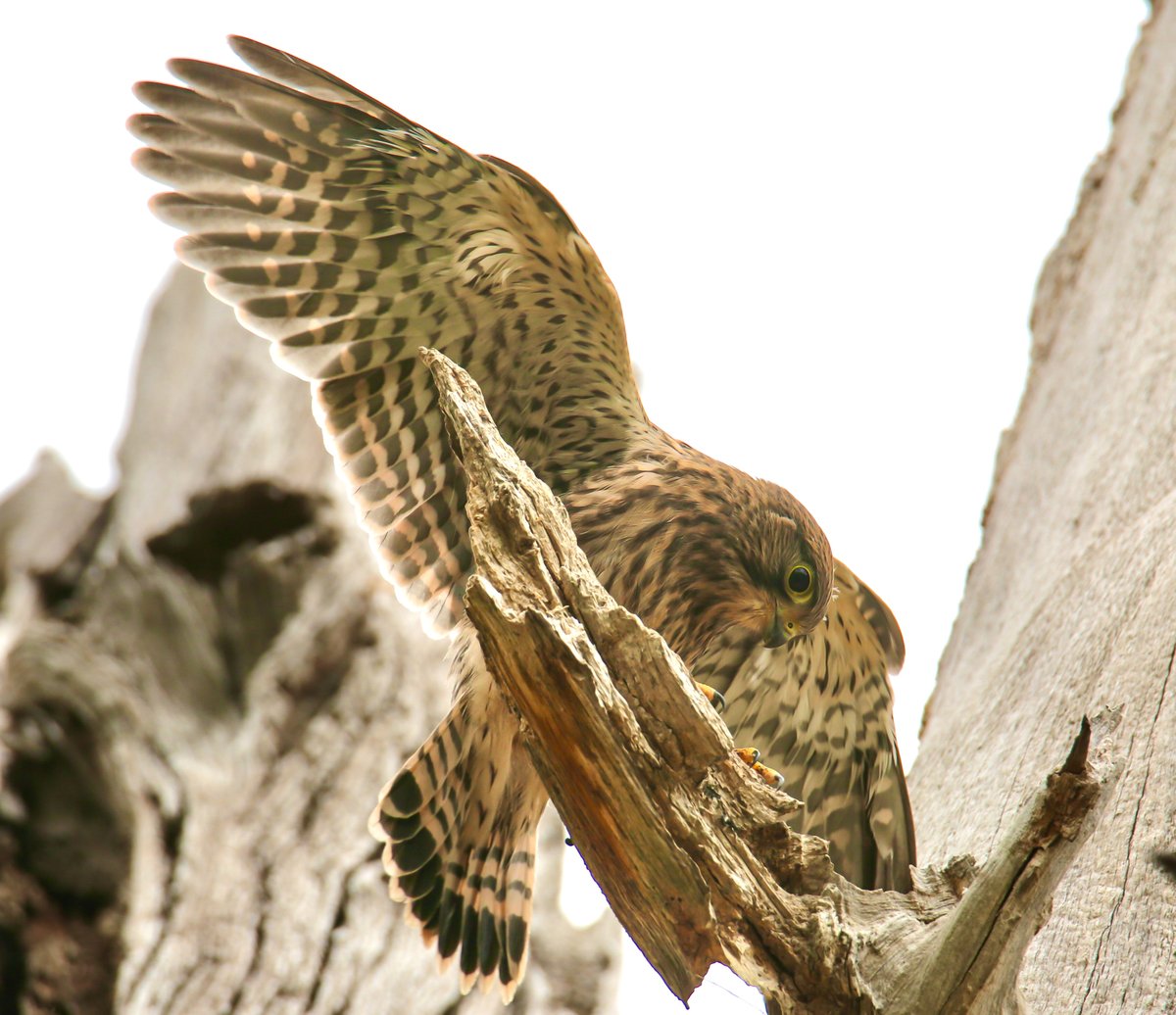 MaxineHovell's tweet photo. #kestrel #BirdsUp #BIRDSTORY #BirdsSeenIn2025 #birdsofprey #raptor #wildlife #wildlifephotography #birdphotography https://t.co/UOgBE5fgPM