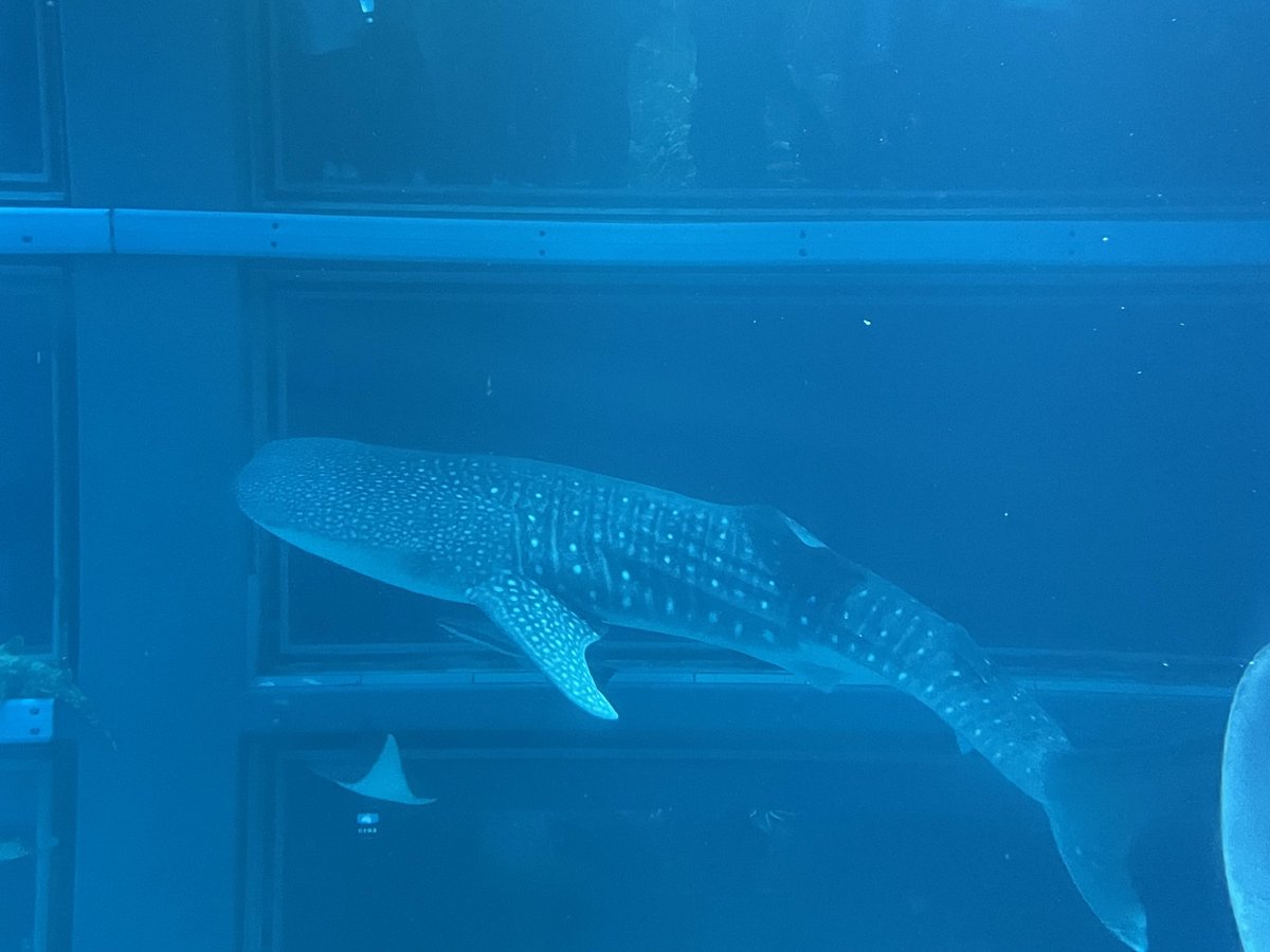 #みなさんのツイッター名の由来が知りたい

ジンベイザメが好きで('∀'*)