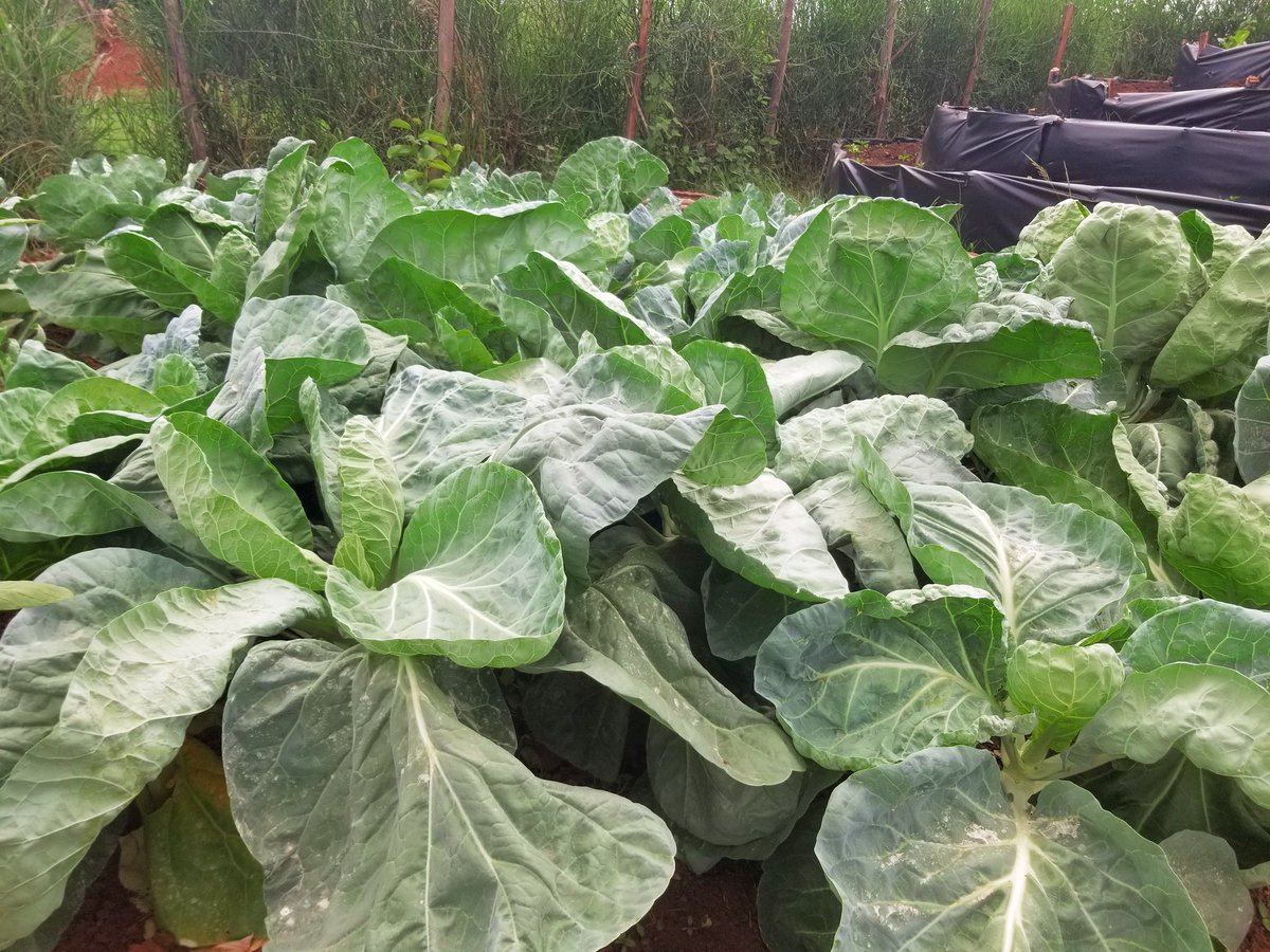 brightagric's tweet photo. Our students at Bright Institute of Agriculture - Masindi are thriving!
Check out this collard green from our demonstration garden – a result of hands-on learning and sustainable farming practices. #AgricultureEducation #HandsOnSkills #FarmingForTomorrow #StudentProjects https://t.co/QRPeHbCKk2