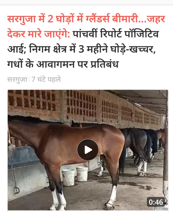 15 साल पहले ऐसी ही घटना को कवर किया था रायपुर में। वो दृश्य जहन में आज भी बैठा है। इंजेक्शन देते ही घोड़े का पूरा शरीर कांपने लगा था। मौत और जीवन का संघर्ष कुछ मिनट चला, फिर घोड़ा गिर पड़ा। उसे पास में ही दफना दिया गया। 
क्या इंसान होता तब भी ऐसे ही होता।