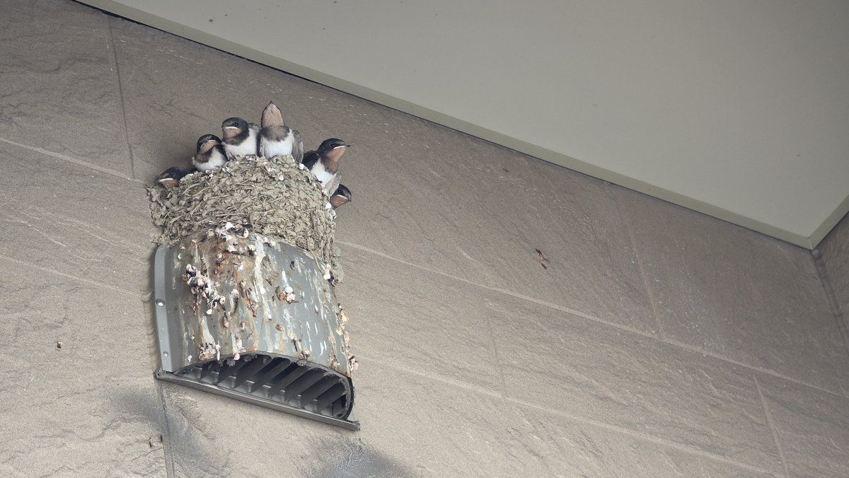 巣立っていったようだ