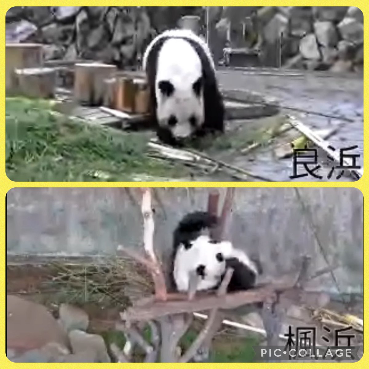moko_625's tweet photo. ありがとう！パンダファミリー🐼🐼🐼🐼ジャイアントパンダ歓送セレモニーをYouTubeでライブ配信してくれて、ありがとうございました😊💕
配信観ながら涙が止まりませんでした😭

アドベンチャーワールドのスタッフの皆様
ありがとうございます🐼🎋
心より感謝してます😃🙏 https://t.co/NxI2WDhWI5