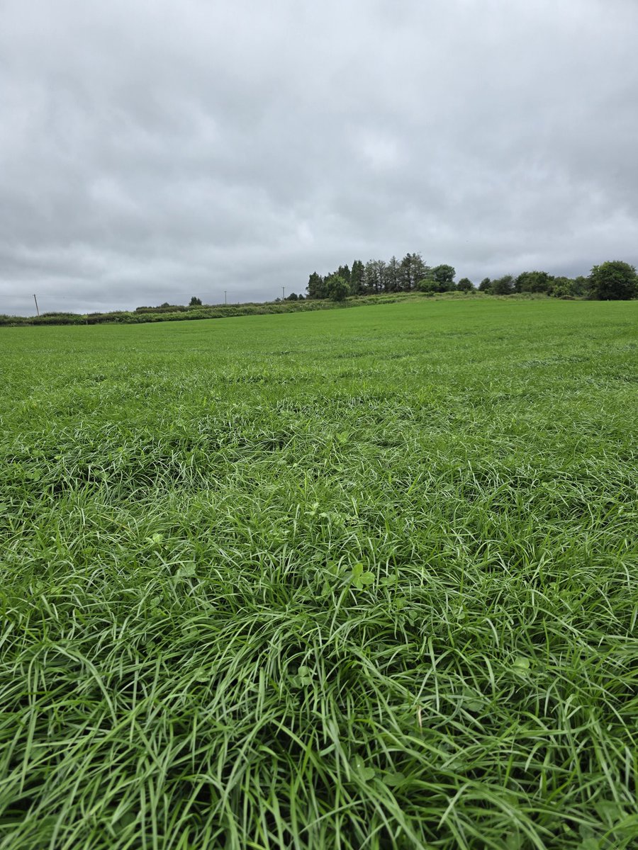 Sown the 9th of may, will be grazed next Monday or Tuesday 

Best spring iv ever seen for grass seeds