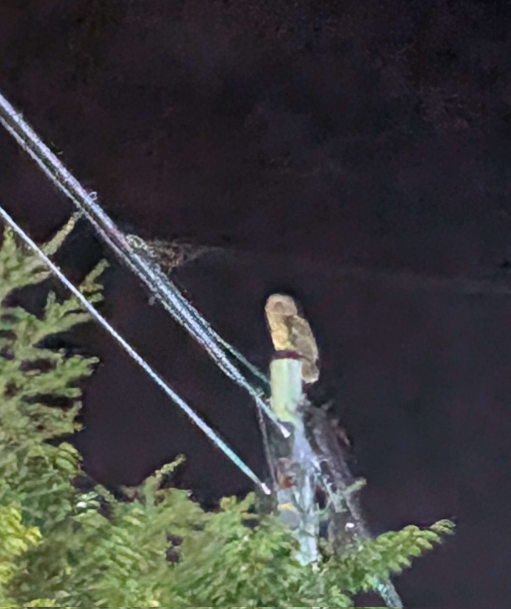 昨日の活動の後半では、生き物好きな部長の発案でホタルを見に行きました。夜の田園地帯ではホタルの他にも沢山の生き物が見れて楽しかったです(´˘`＊)
自然豊かな場所のキャンパスならではの活動でした！