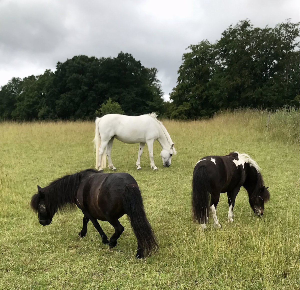 Practicing their math. 
#triangle #ponyhour #ponies