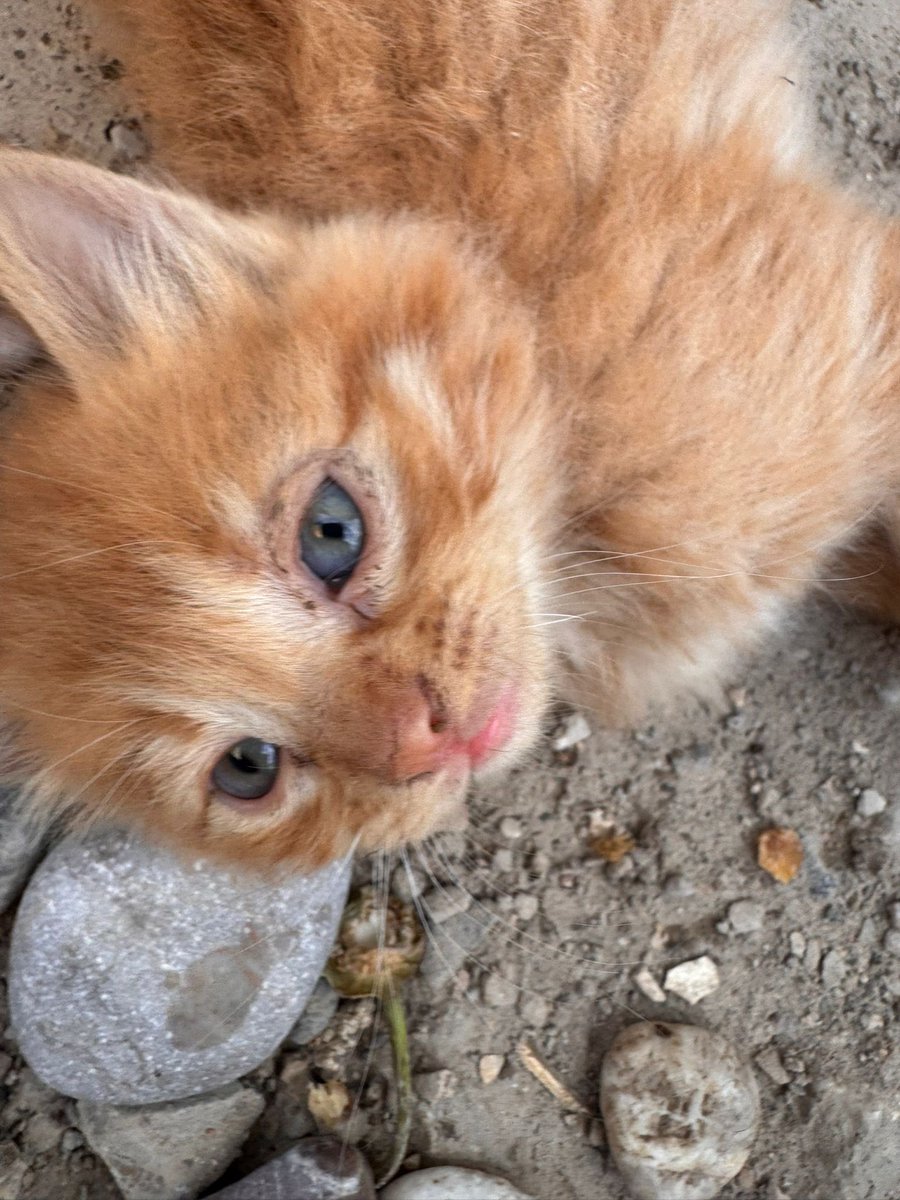 susicooo's tweet photo. Bu iki melek sıcak, güvenli bir yuva arıyor. Kısırlaştırma ve takip şartıyla sahiplendirilecekler. 💛🐾

İzmir ve çevresi. Ulaşım için DM’den yazabilirsiniz. 🧡 https://t.co/PVsQNCMe19