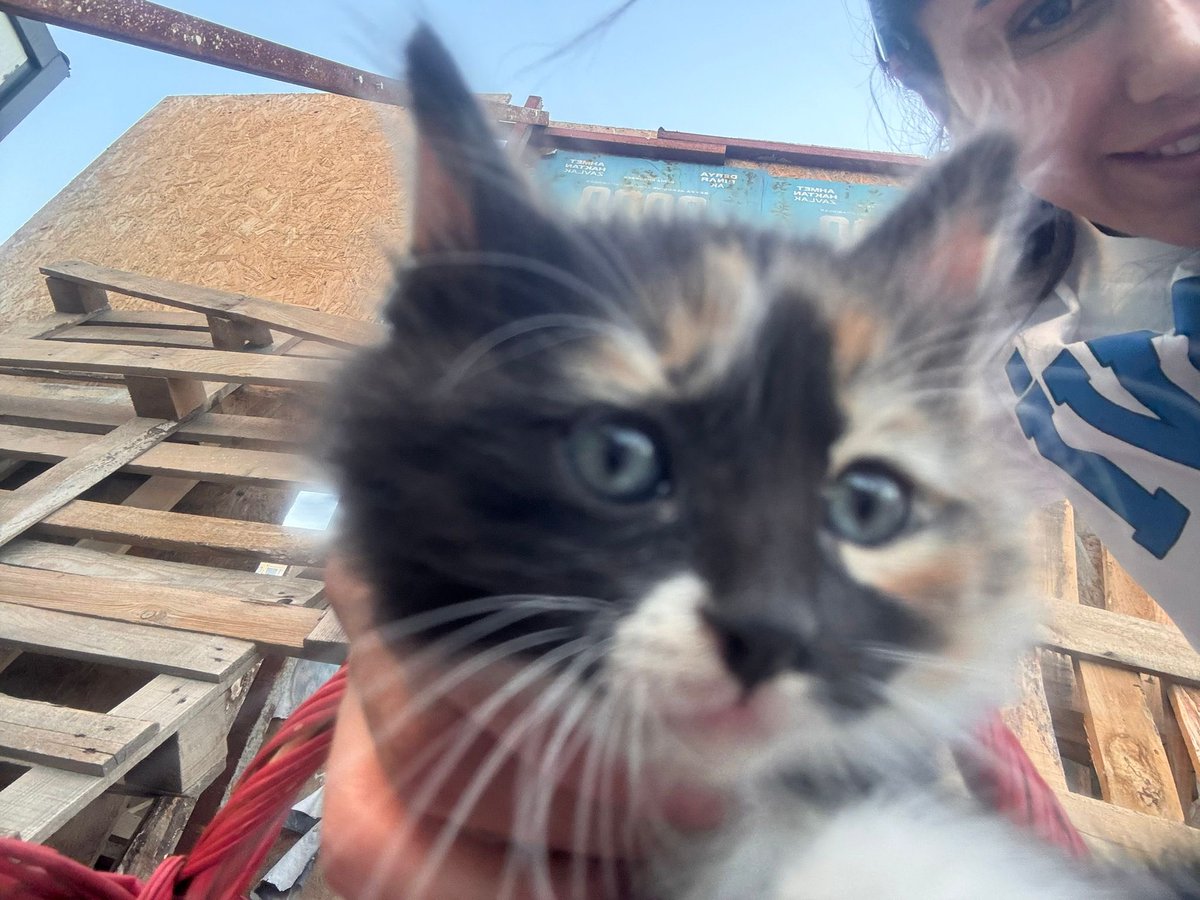 susicooo's tweet photo. Bu iki melek sıcak, güvenli bir yuva arıyor. Kısırlaştırma ve takip şartıyla sahiplendirilecekler. 💛🐾

İzmir ve çevresi. Ulaşım için DM’den yazabilirsiniz. 🧡 https://t.co/PVsQNCMe19