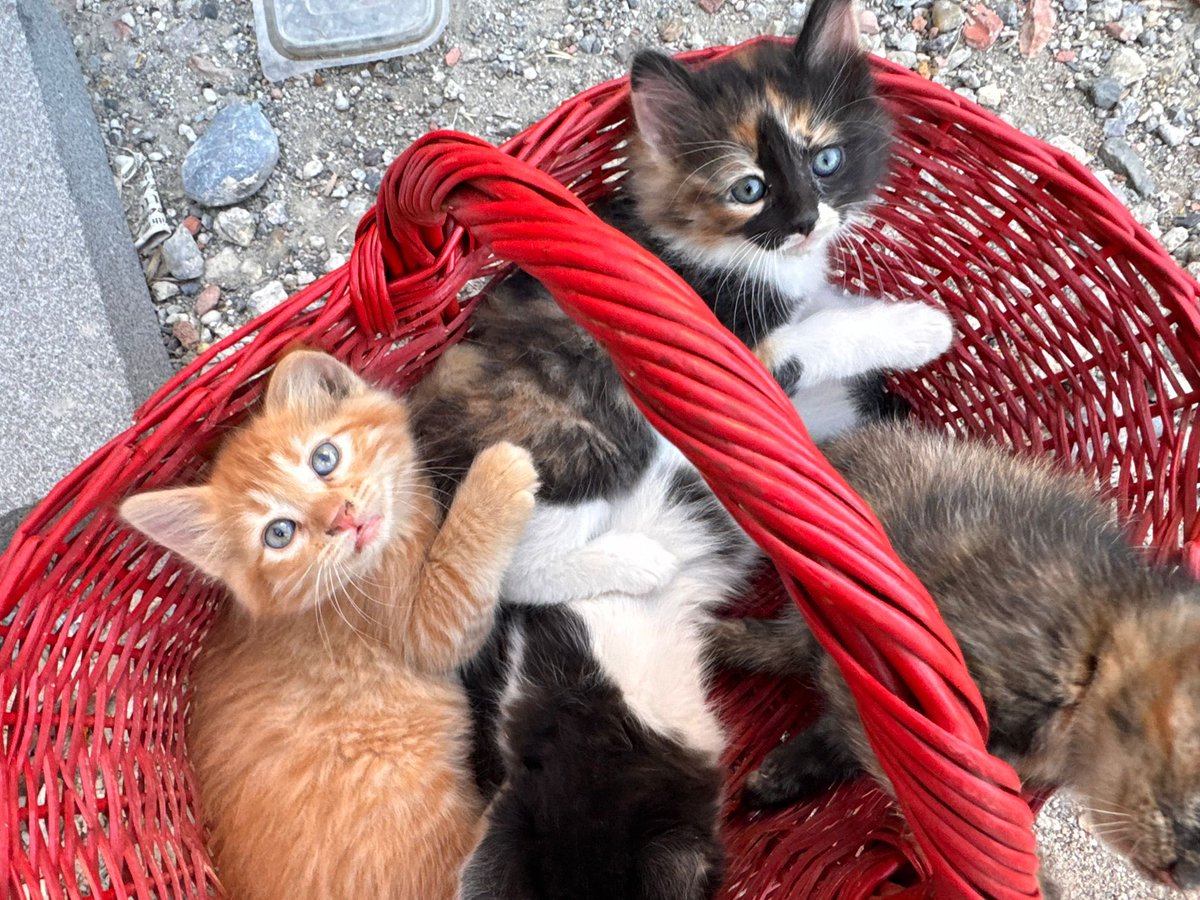 susicooo's tweet photo. Bu iki melek sıcak, güvenli bir yuva arıyor. Kısırlaştırma ve takip şartıyla sahiplendirilecekler. 💛🐾

İzmir ve çevresi. Ulaşım için DM’den yazabilirsiniz. 🧡 https://t.co/PVsQNCMe19