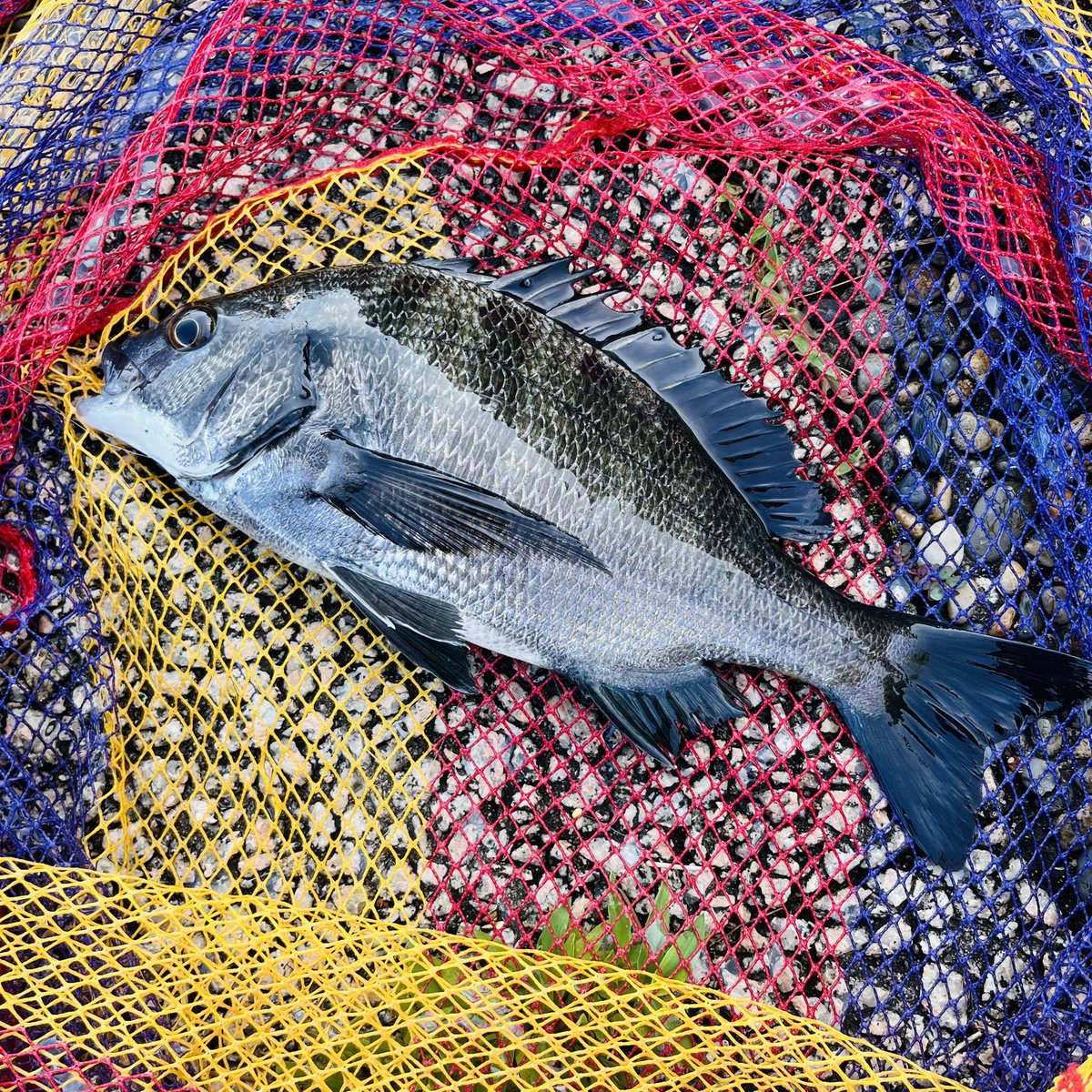 fukuda_tkc's tweet image. 【ハンターカブで釣り】昼間メチャ暑いので05:00の満潮上げ止まりから下げ始めだけ釣り/久しぶりにリョービのJTスペシャル4-4.5mで前打ちの釣り＼(^o^)／
#釣男レインボー　#黄カブ　#ハンターカブ　#ct125 #カブで釣り　#ヘチ釣り　#クロダイ　#東京湾奥　#RYOBI