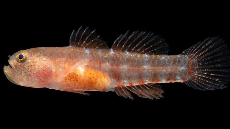 🐟 Friday Fun Fish Fact!

Scientists recently discovered a new fish in the Red Sea: the grumpy dwarfgoby (Sueviota aethon) — named for its tiny size and permanently pouty face thanks to an upturned mouth. It hides in coral crevices and is super rare! #FishFactFriday