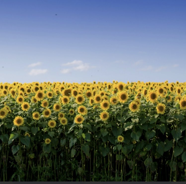 #lydiarose why would these #sunflowerfields feature in the new adventure of Lydia Rose? Find out in #lydiaroseandtheriseofthecarnyx the second book of a trilogy out #august25 will you be joining her? Her journey takes her from #ireland to #newyork finding out her true identity.