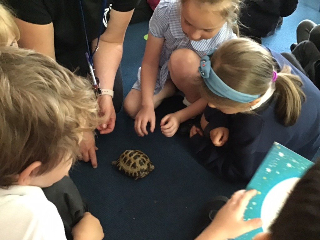 Y1 are learning about reptiles, exploring how they have dry scales, but can look very different from one another. Some have legs, some don’t! Some have shells, some don’t! We were very lucky to have a visit from tortoises Humphrey &amp; Bongo who helped bring our learning to life.