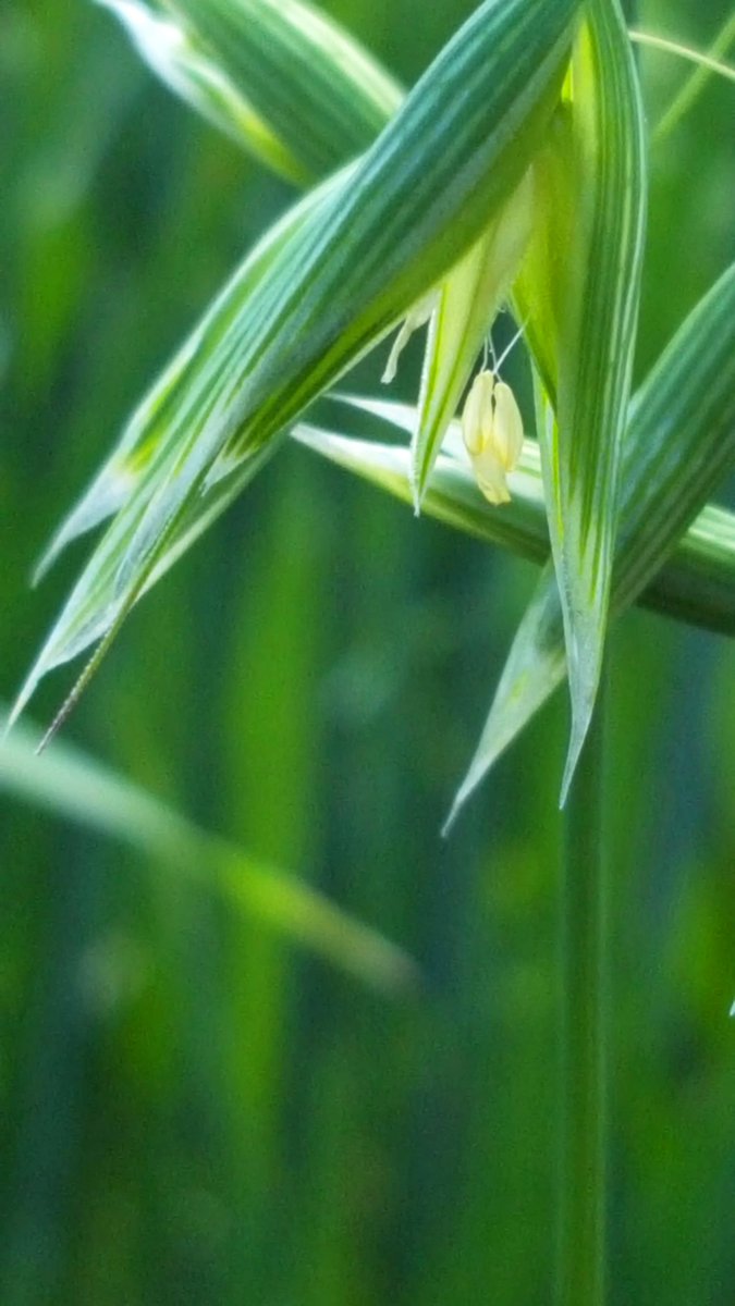 Kostea sää lisää punahomeriskiä – tarkkaile kasvustoa kukinnan aikaan vyr.fi/2025/06/27/kas…