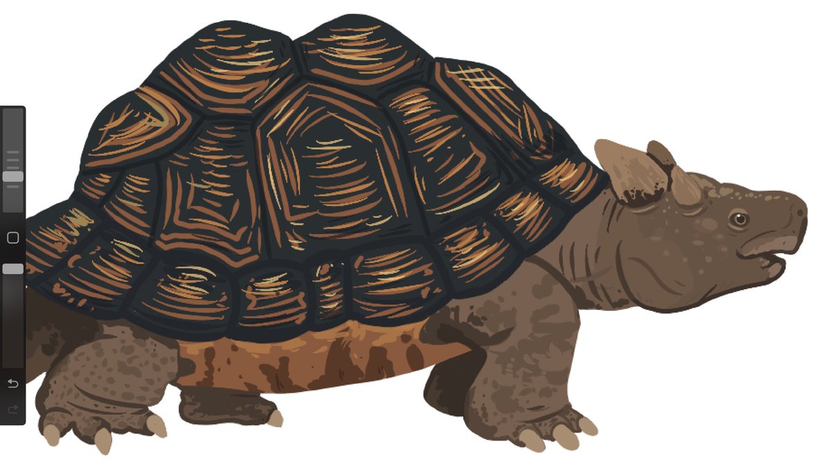 astrapionte's tweet image. A peek into a piece I’m so excited to share with y’all!!

ft. Murrayglossus &amp;amp; Wyandotte Meiolania sp.

👀👀👀
….
#paleoart #pleistocene #megafauna #australia