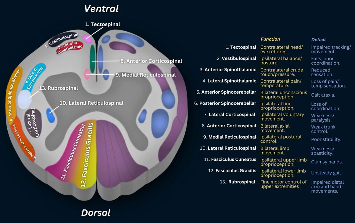 Spinal cord structures