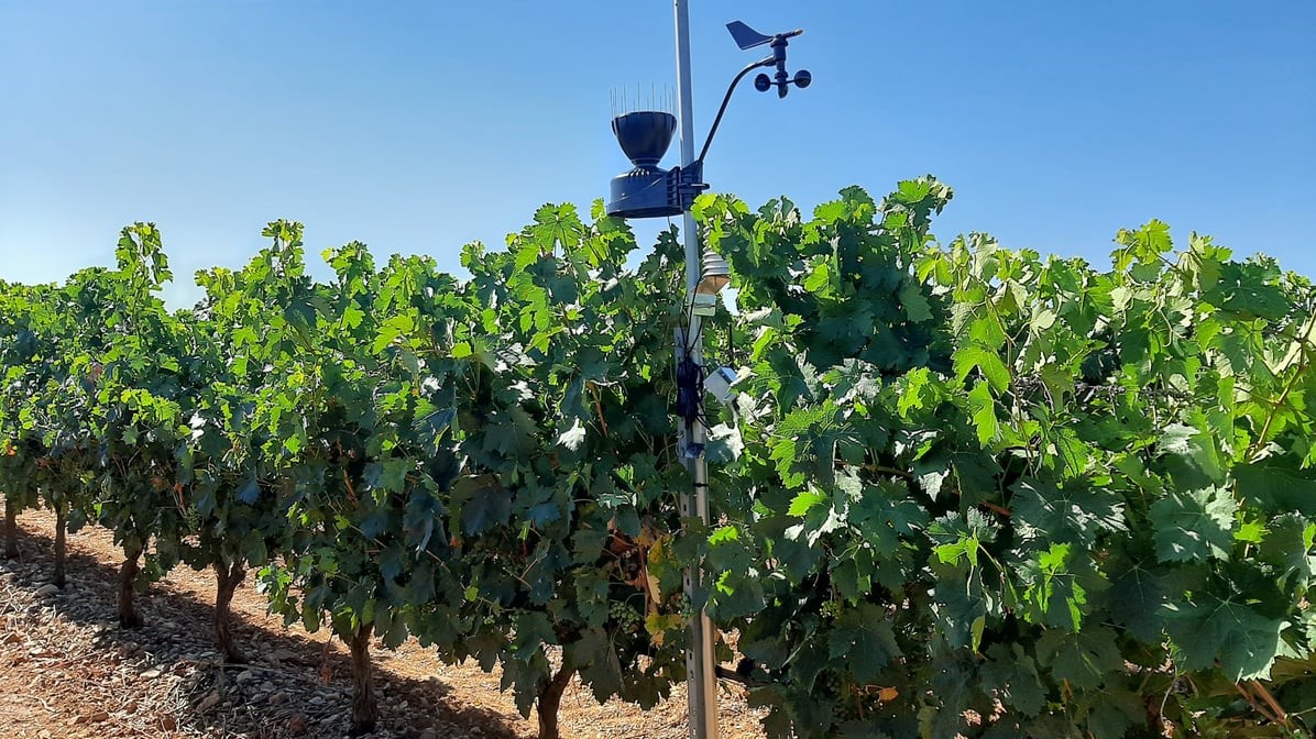 DATADOC, el proyecto pionero de Rioja para monitorizar el cambio climático, brinda las primeras conclusiones estratégicas.
🔗 goo.su/cDEvQd 
#vino #vinoDO #DenominacióndeOrigen