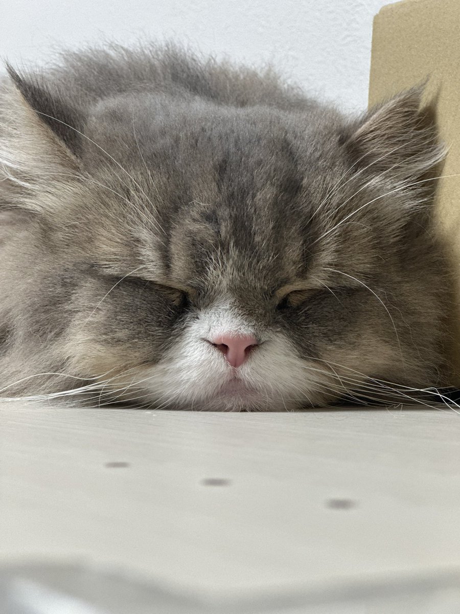 Lionel0922's tweet photo. 今日飼い主が仕事してるのずーーーーっと机の横で見下ろしてるなぁって思ってたらいつの間にか寝息が聞こえてきてこれだったのかわいすぎた https://t.co/w2ObhnZ0o4