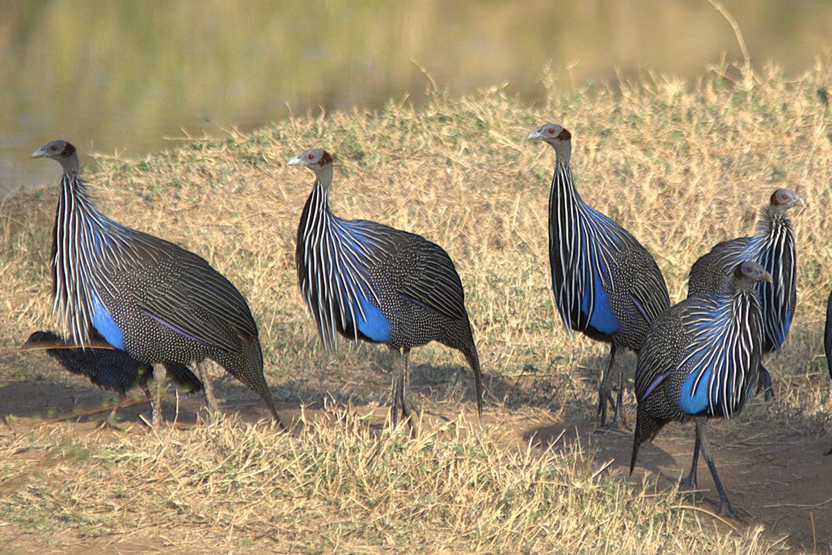 This intense blue decorated with striped breast feathers give Vulturine Guineafowl something special. Photo taken by Timothy Nderitu Rendell in Kenya. You can upload bird pics of areas you visited on Birdingplaces.eu by clicking on 'Add image' (bottom of an area-page).