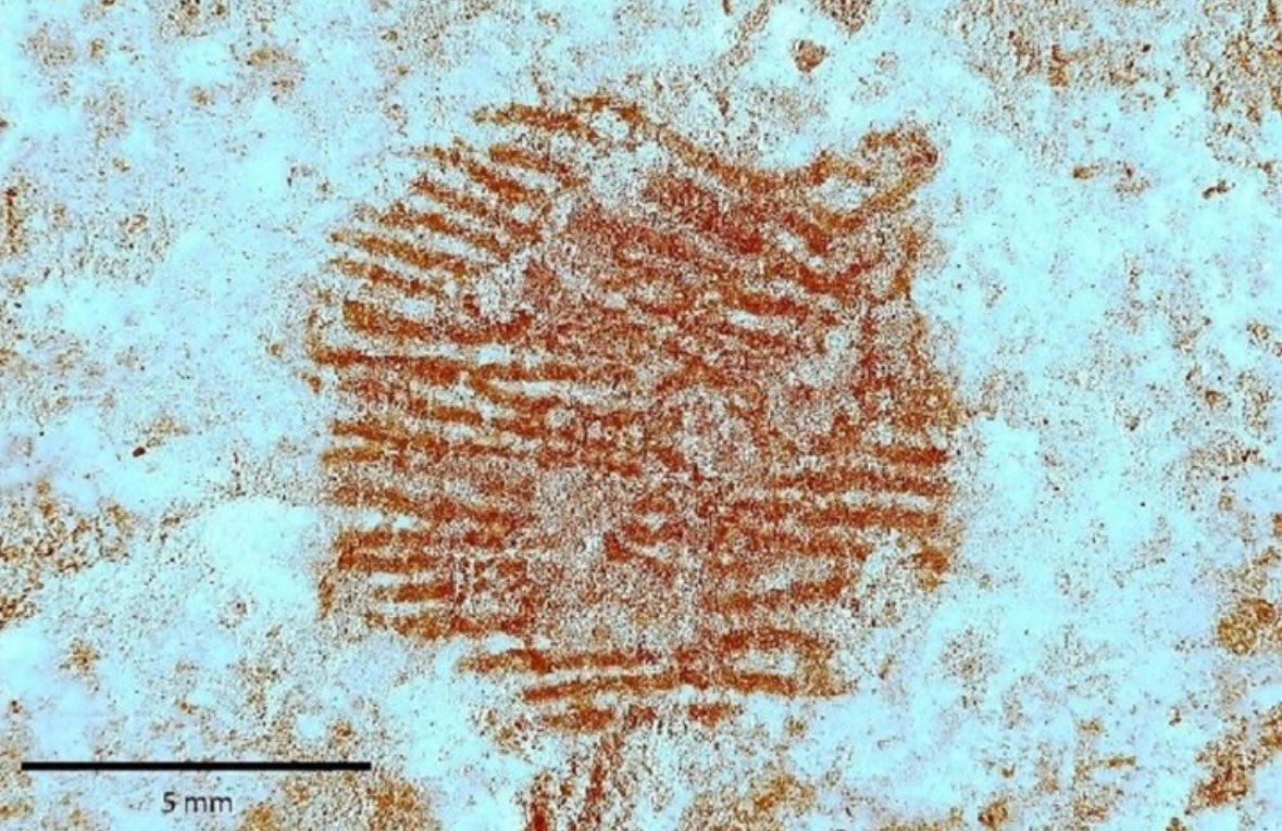 lidiamerenciano's tweet photo. El yacimiento arqueológico que hace tan solo unas semanas anunciaba el hallazgo de la que es considerada la huella dactilar humana más antigua de la historia, el Abrigo de San Lázaro en Segovia, ha sido vandalizado con una hoguera en su interior. https://t.co/Rqf3T50sHV