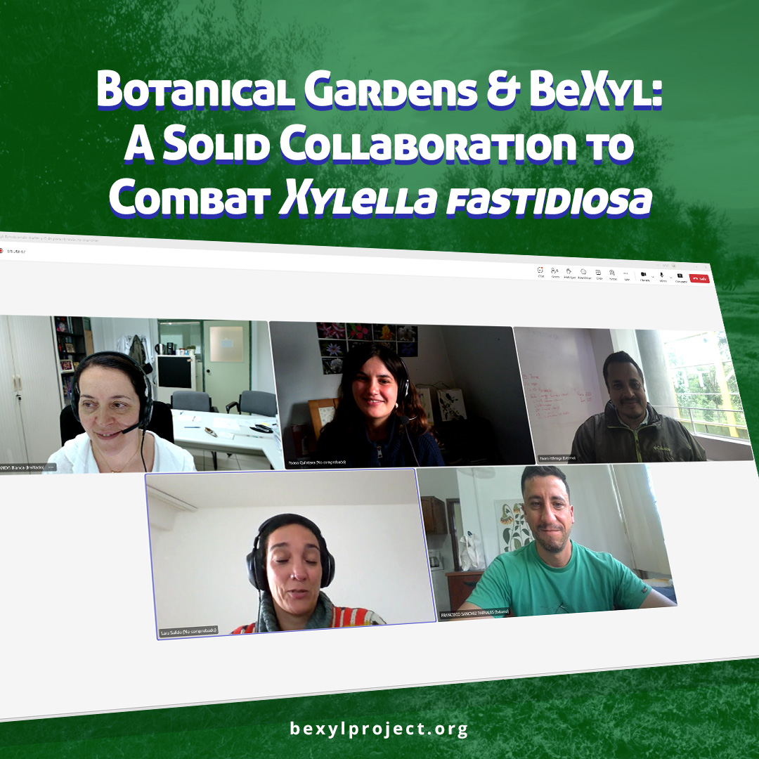 BexylP's tweet image. As part of #BeXylProject&apos;s Work Package 1, we&apos;re collaborating with botanical gardens across Europe (and beyond!). These diverse collections are ideal for:

- Early detection of exotic pathogens
- Identifying new host plants and pathogen associations
- Surveillance in urban areas…