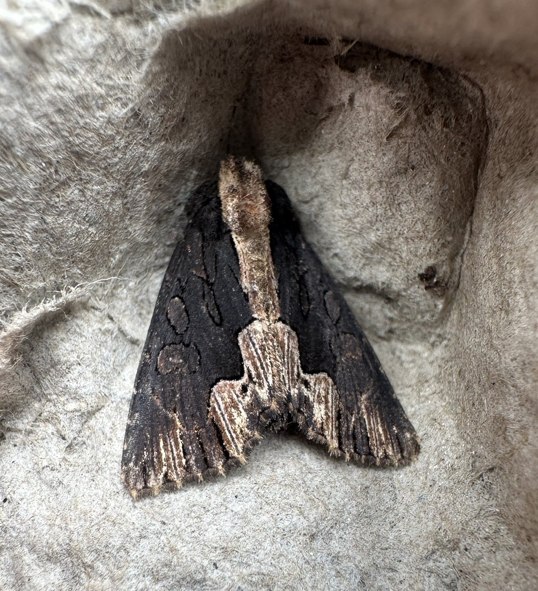 Paul Cashmore (@pcashmore53) on Twitter photo A nice Bird’s Wing moth in the garden this morning my second this year but i’ve only had six in total <a href="/BritishMoths/">British Moths</a> A nice Bird’s Wing moth in the garden this morning my second this year but i’ve only had six in total <a href="/BritishMoths/">British Moths</a>