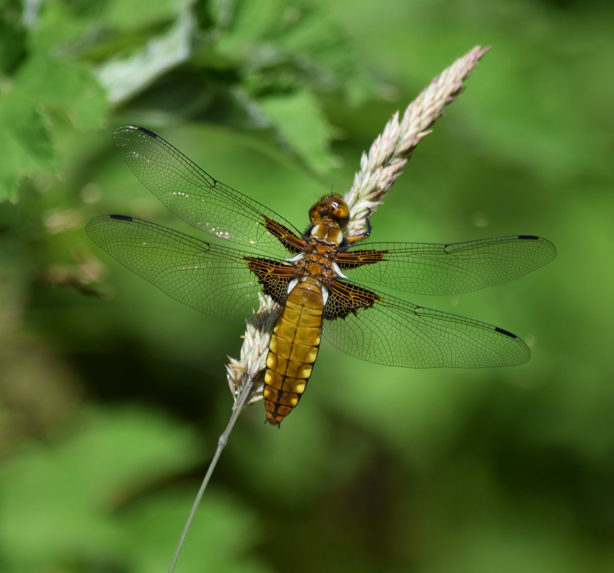 A glorious golden female broad-bodied chaser dragonfly beside the garden pond #Dartmoor <a href="/Buzz_dont_tweet/">Buglife</a> <a href="/BDSdragonflies/">British Dragonfly Society</a>