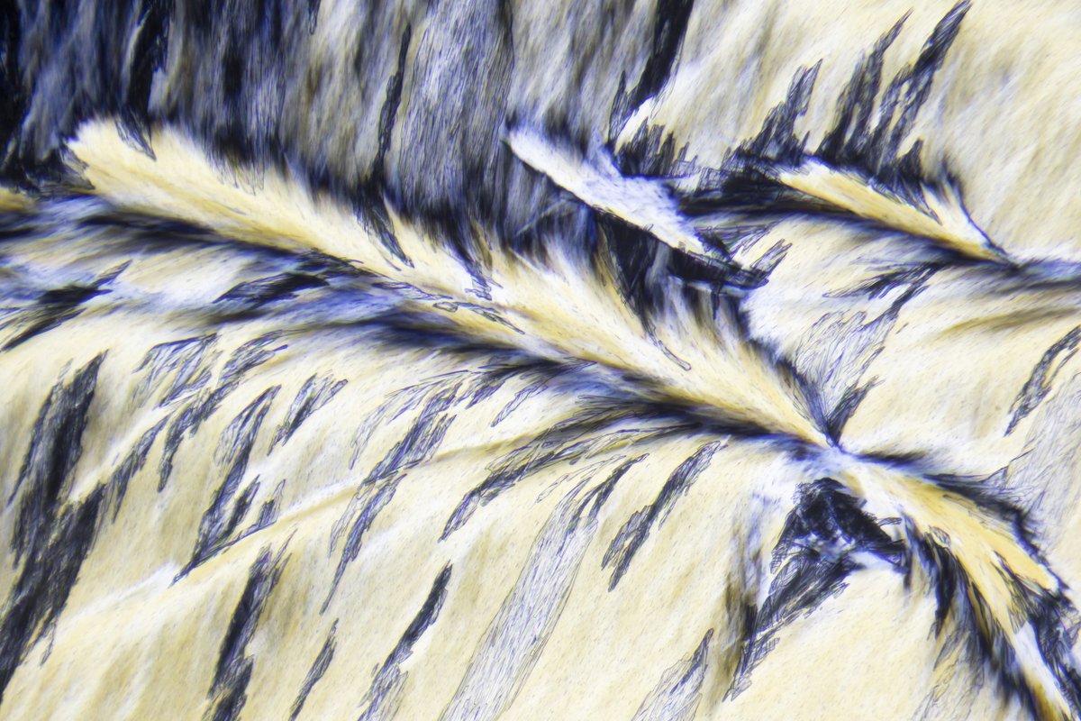 Entomopixels tweet picture