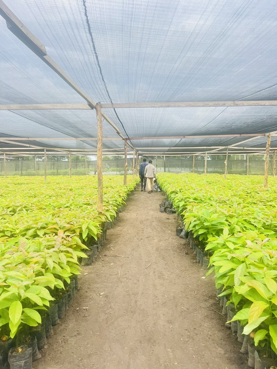 Ruvusha_Israel's tweet image. The demand for Hass avocados has encouraged sustainable farming practices, including water management and soil protection.