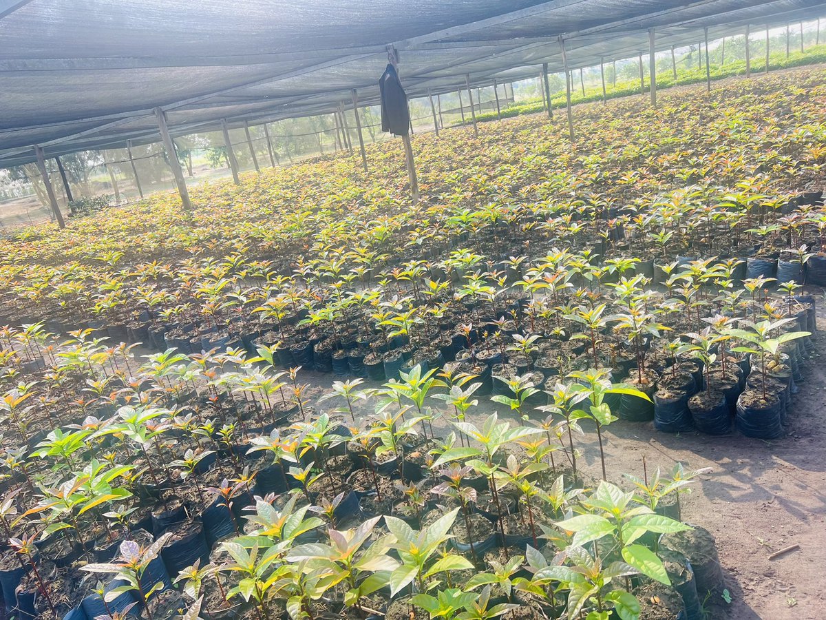Ruvusha_Israel's tweet image. The demand for Hass avocados has encouraged sustainable farming practices, including water management and soil protection.