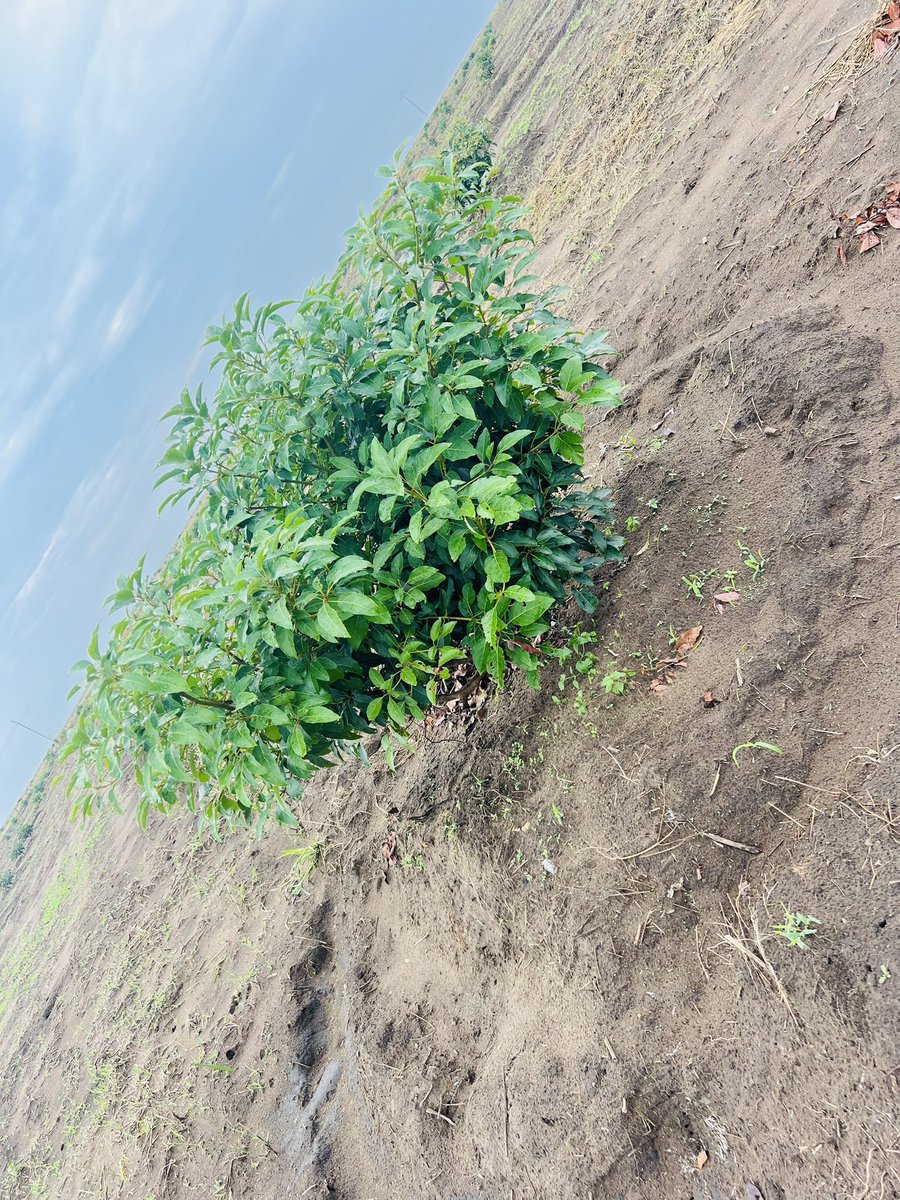 Ruvusha_Israel's tweet image. The demand for Hass avocados has encouraged sustainable farming practices, including water management and soil protection.
