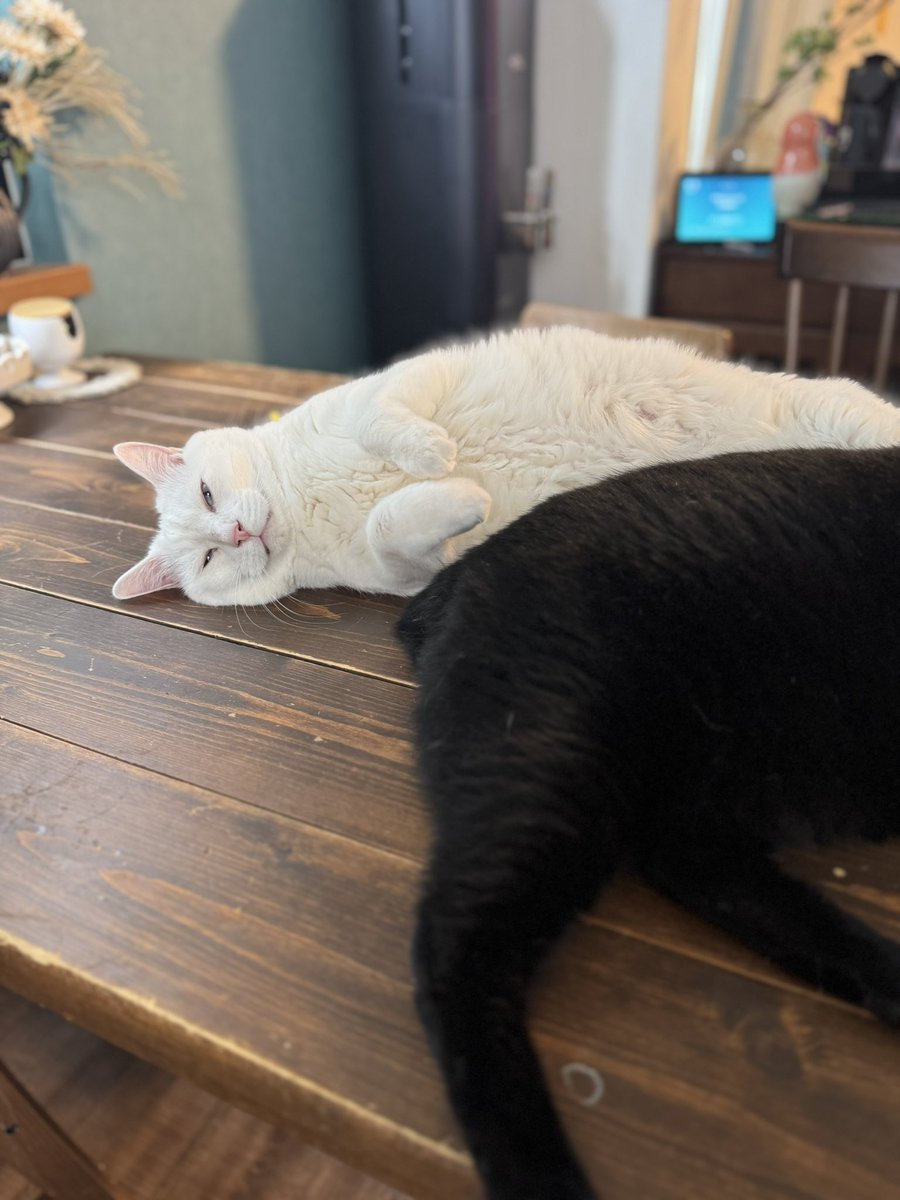 yuiii@ねこ休み展 (@yy221126) / Posts / X