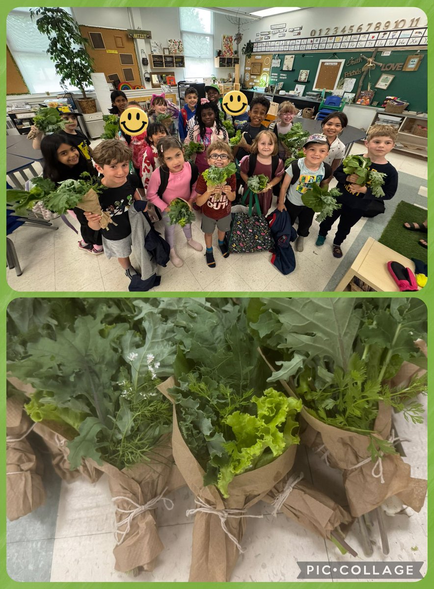 We harvested our garden! 🌱 We tasted our very first pepper (it was so sweet!) and picked fresh greens to make salad bouquets to bring home and share with our families. 🫑<a href="/StMonicaOCSB/">St. Monica School</a> <a href="/ocsbEco/">ocsbECO</a> #ocsbOutdoors  #ocsbSTEAM