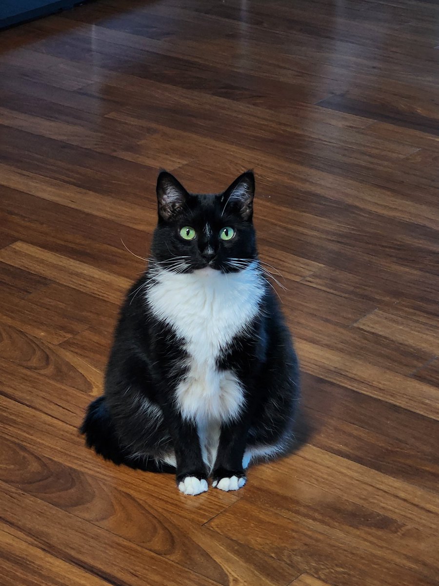 되게
고양이?같으시다