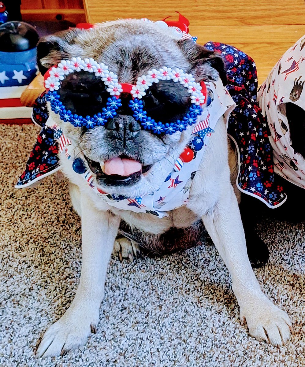 You better believe I'M GONNA CELEBRATE #NationalSunglassesDay 😎!-Lucy #FridayFeeling #LookingGood #SuperstarSenior #SeniorDog #Lucy #FashionistaFriday #WeekendReady #PatrioticPug #Puglife #dogsoftwitter #dogsofx