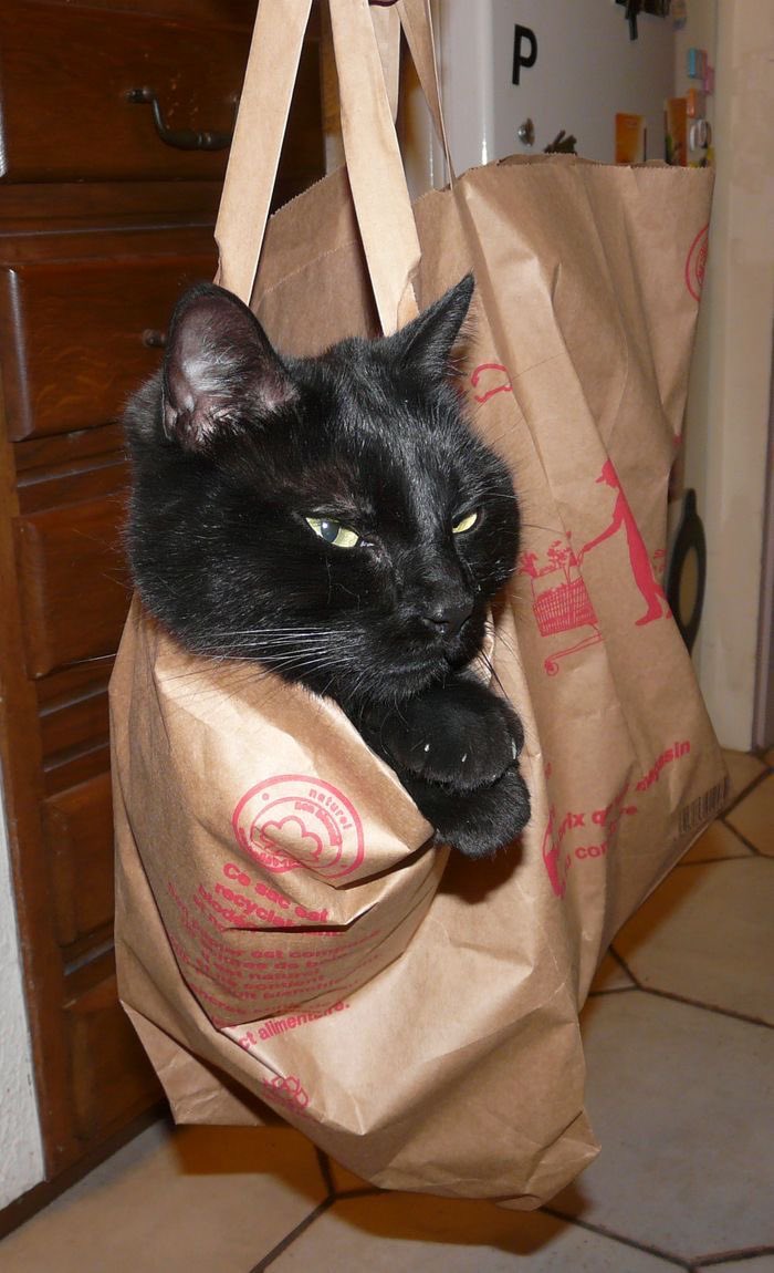 Black cats are not bad luck (@visualscat) on Twitter photo 